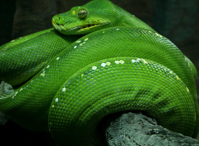 Wallpaper Python, Singapore, 4k, HD wallpaper, zoo, Emerald, Green, snake, eyes, close up, tourism, Animals 5417218642